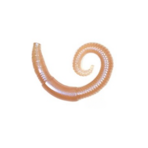 Lunkerhunt River Worm [cl:dew Worm]