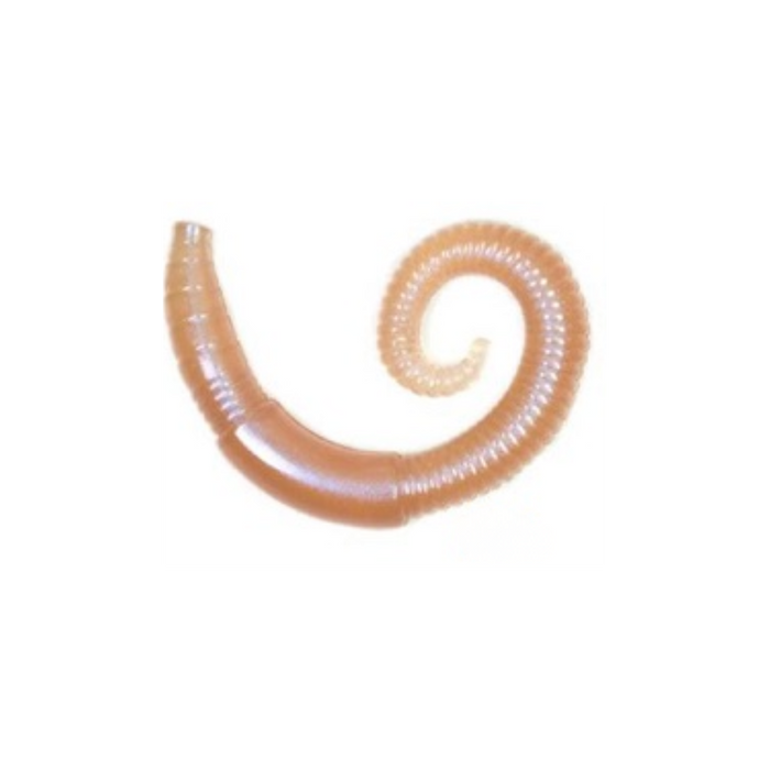 Lunkerhunt River Worm [cl:dew Worm]