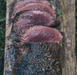 Wildfire Red Meat & Big Game