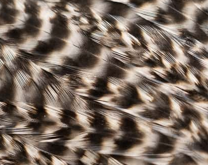 Ewing Large Dry Fly Saddle Pack Grizzly